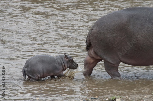 hippo and a small baby behind her