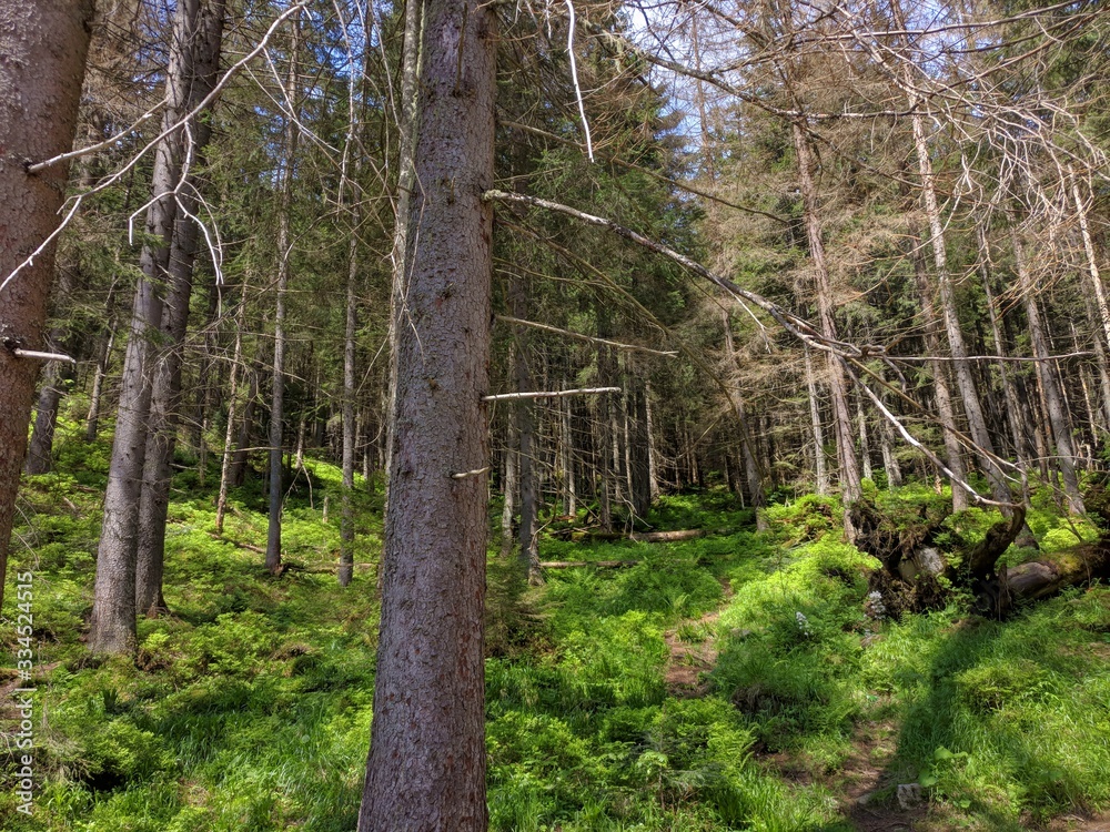 Obraz premium Green grass in the spring forest