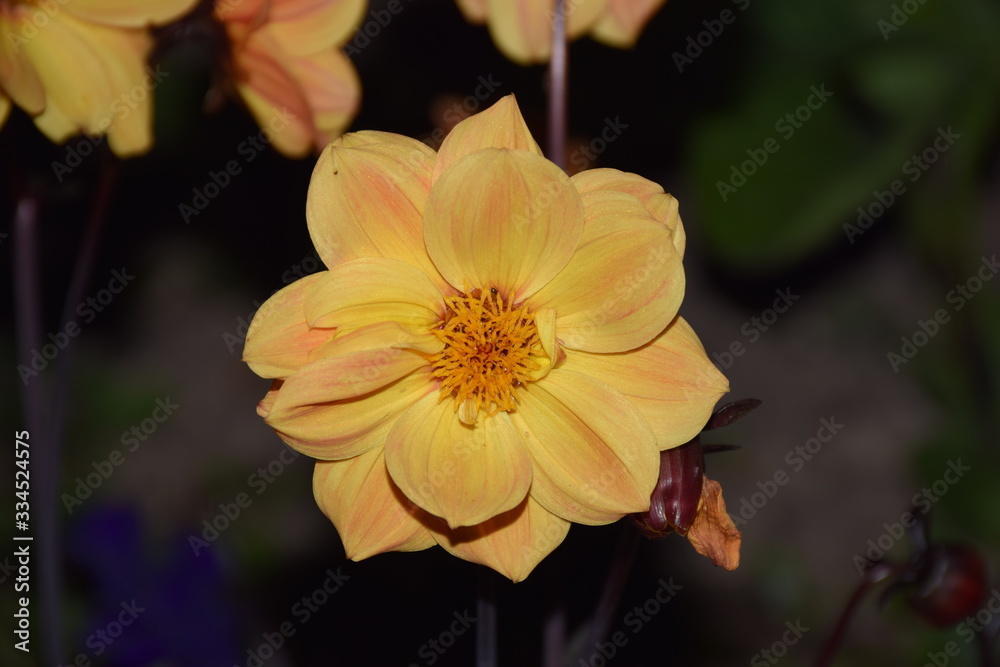 Fleurs au soleil et de nuit