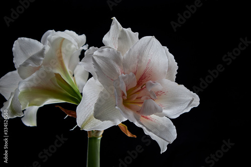  flowers on a black background, hippeastrum on a black background, orchid on a black background