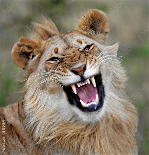close up of a lion showing teeth