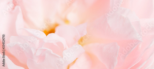 Romantic banner, delicate white roses flowers close-up. Fragrant crem pink petals © Olga Ionina