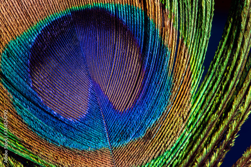 Peacock feather close up macro