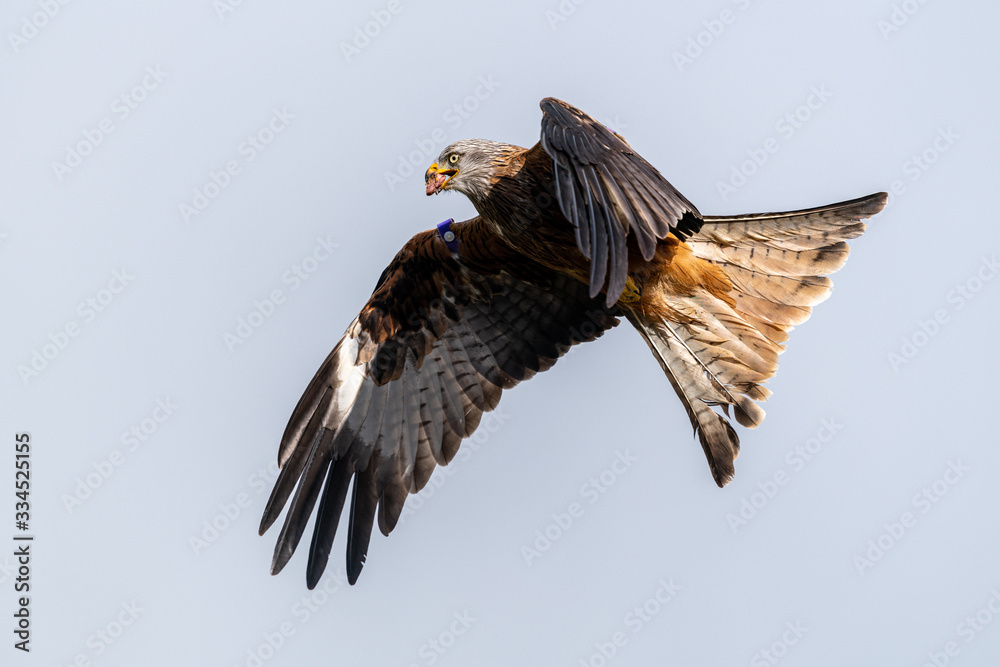 Obraz premium Red kite (Milvus milvus) flying in the sky above mid-Wales