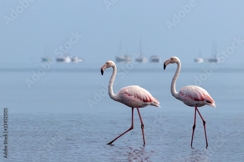 Wild african birds. Two birds of pink african flamingos walking around the blue lagoon on a sunny day