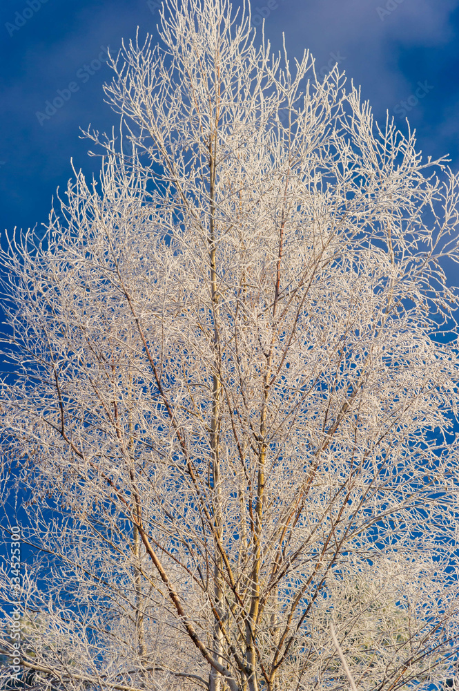 Frost covered bare tree in Stowe Vermont USA
