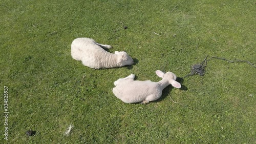 Two little cute white newborn lamb with delicate short fluffy hair are lying on green grass in pasture. Sunny warm day, pasture, green grass. Farming, livestock concept.