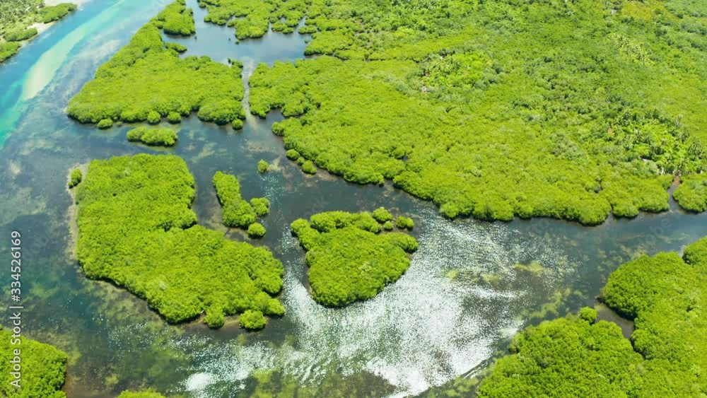 Mangrove trees in the water on a tropical island. An ecosystem in the Philippines, a mangrove forest. Mangrove trees in the water on a tropical island. An ecosystem in the Philippines, a mangrove forest.