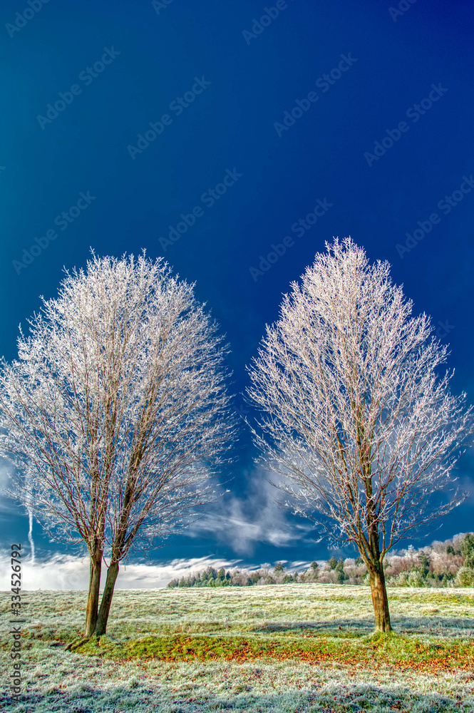 Fototapeta premium Frost covered bare tree in Stowe Vermont USA