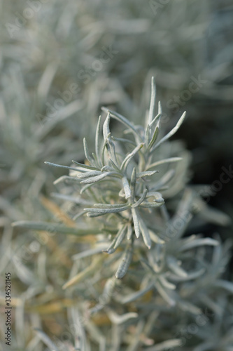 Italian everlasting flowers