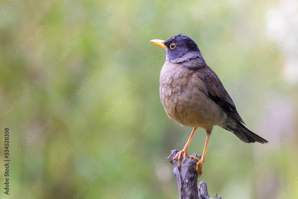 Austral thrush (Turdus falcklandii) on a branch tree- Ushuaia - Argentina Austral thrush (Turdus falcklandii) on a branch tree- Ushuaia - Argentina