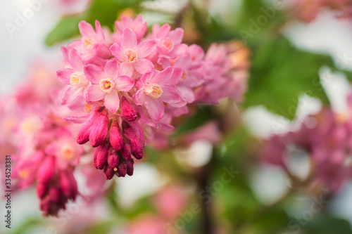 2020-03-30 PINK AND RED FLOWERS IN FULL BLOOM IN LA CONNOR WASHINGTON