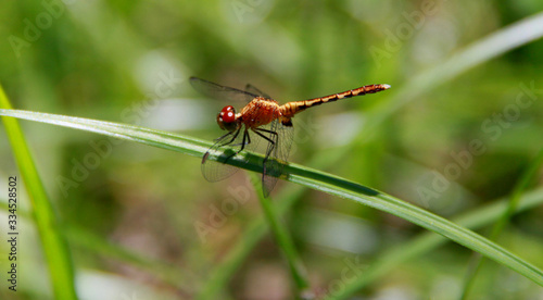 dragonfly insect in garden in salvador city photo