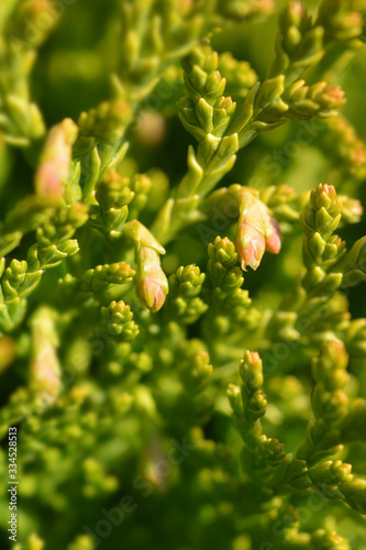 Dwarf golden oriental thuja