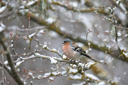 Common chaffinch perched in snow landscape