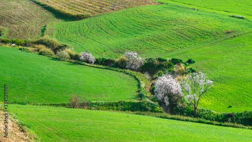 Obraz na płótnie spring landscapes in Sicily, Italy w salonie