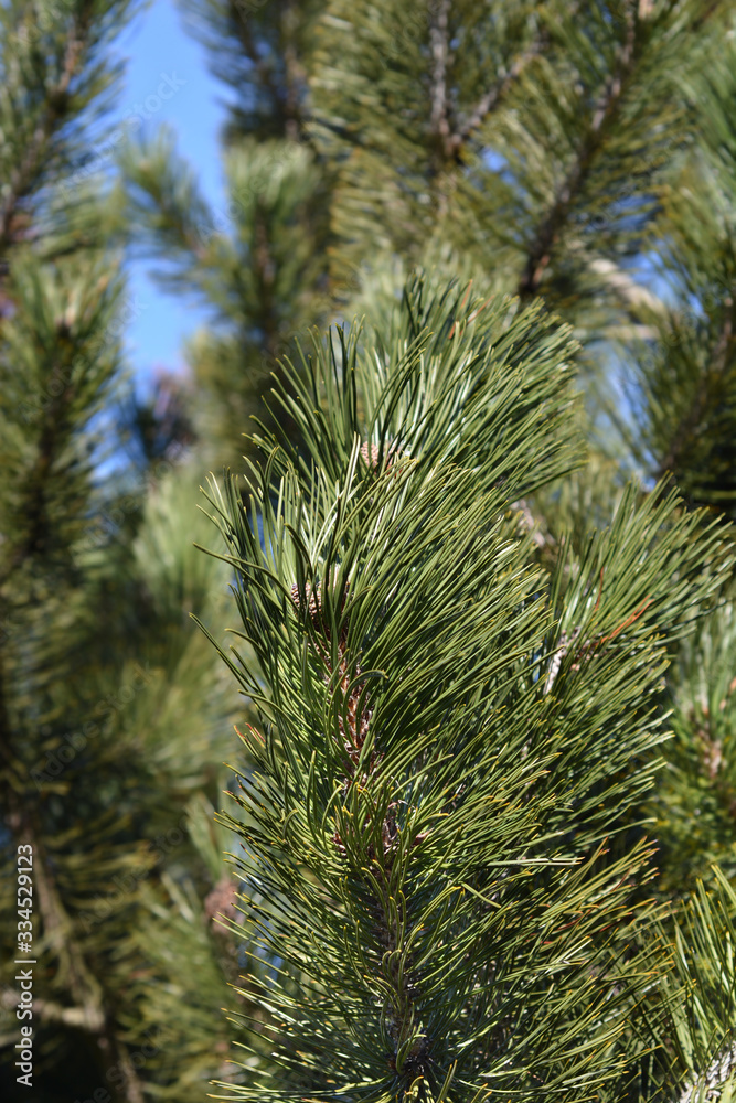 Bosnian pine