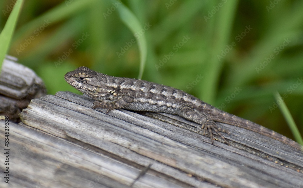 A coast range fence lizard (Sceloporus occidentalis subsp. bocourtii) on a log in Pinto Lake County Park in Watsonville, California A coast range fence lizard (Sceloporus occidentalis subsp. bocourtii) on a log in Pinto Lake County Park in Watsonville, California