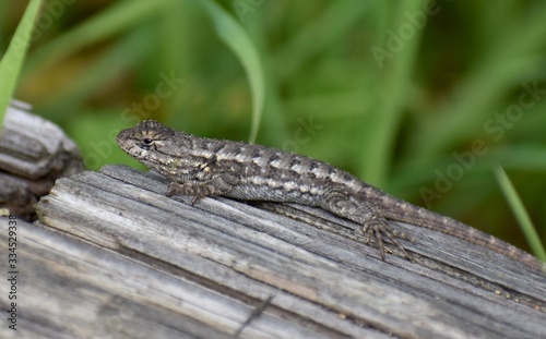 A coast range fence lizard (Sceloporus occidentalis subsp. bocourtii) on a log in Pinto Lake County Park in Watsonville, California