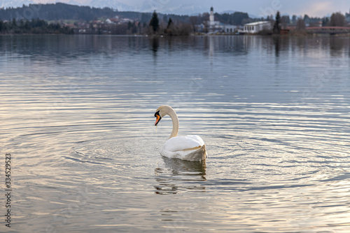 Schwan auf See im Allgäu bei Abendsonne im Frühling
