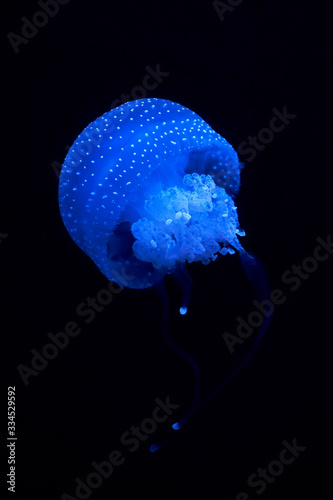 Valokuva Luminescence of jellyfish floating in water