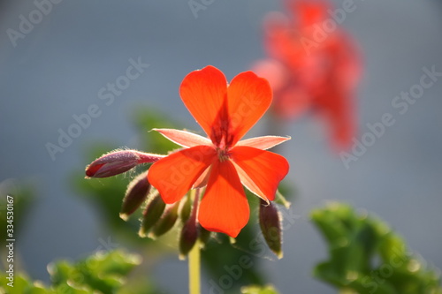 Foto Fleurs au soleil et de nuit
