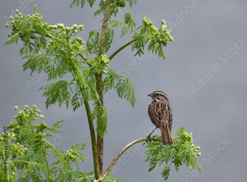 A song sparrow (Melospiza melodia) perched on a green plant of non-native poison hemlock (Conium maculatum) near Struve Slough in California. photo