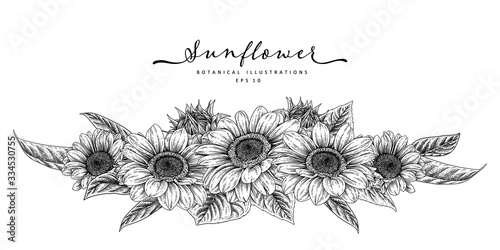 Nature design elements. Black and white sunflower botanical illustration. Vintage floral clip art hand drawn group. Flowers drawing and sketch with line-art Isolated on white background.
