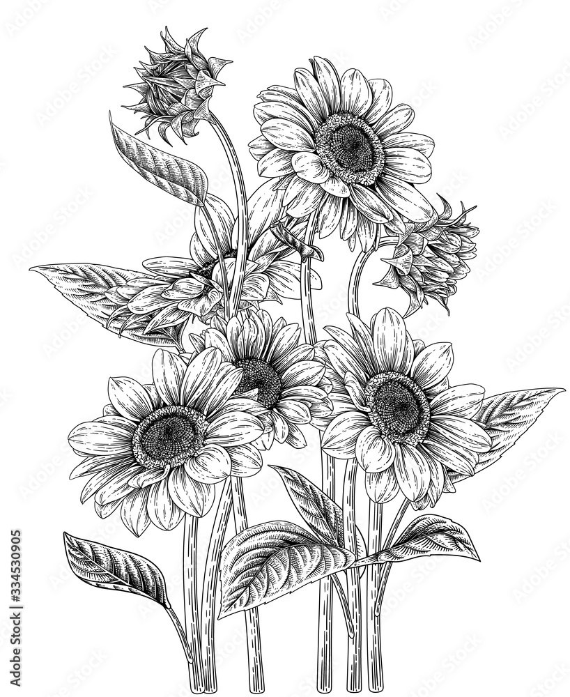 Sketch Floral decorative set. Sunflower drawings. Black and white with