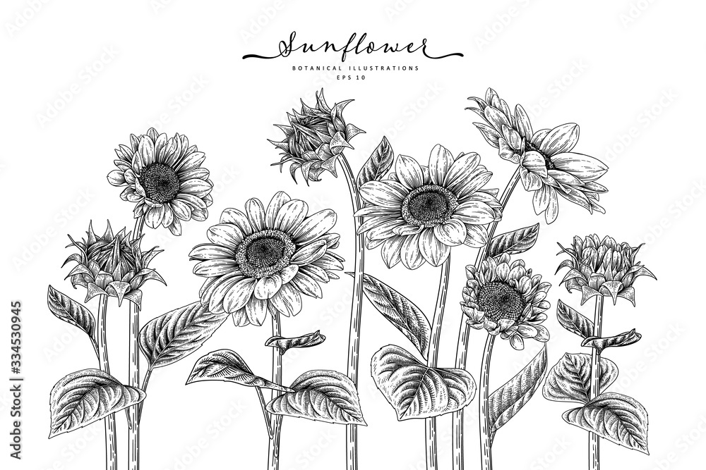 Sketch Floral decorative set. Sunflower drawings. Black and white with ...