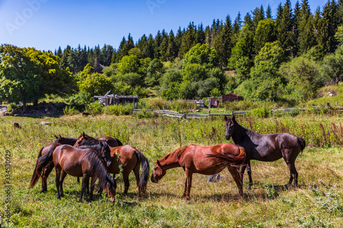 horses herd Dabadzveli landscape Borjomi Samtskhe Javakheti Georgia Europe landmark photo