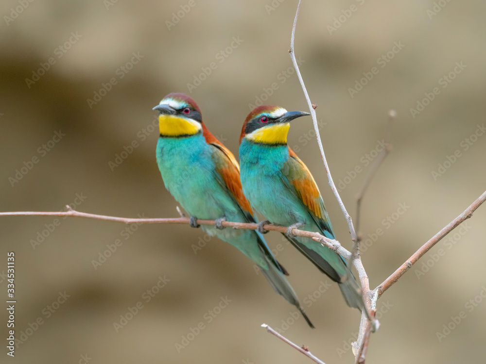 Beautiful colorful enamoured couple of bee-eaters, Merops apiaster, Dobrogea, Romania