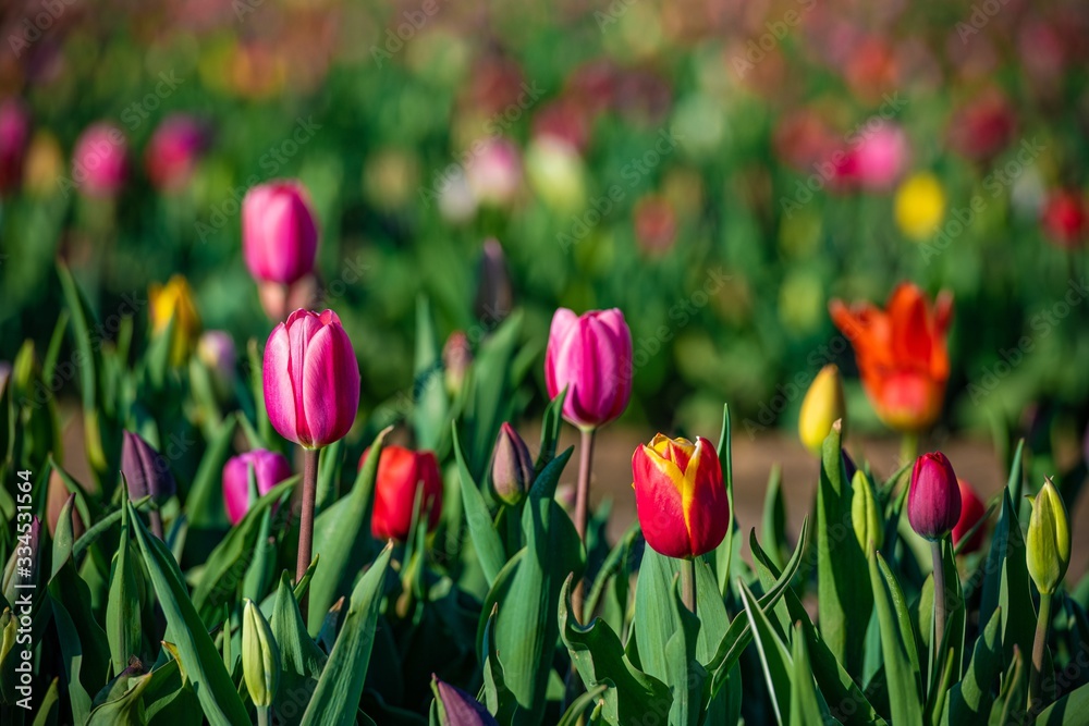 Tulip in farm