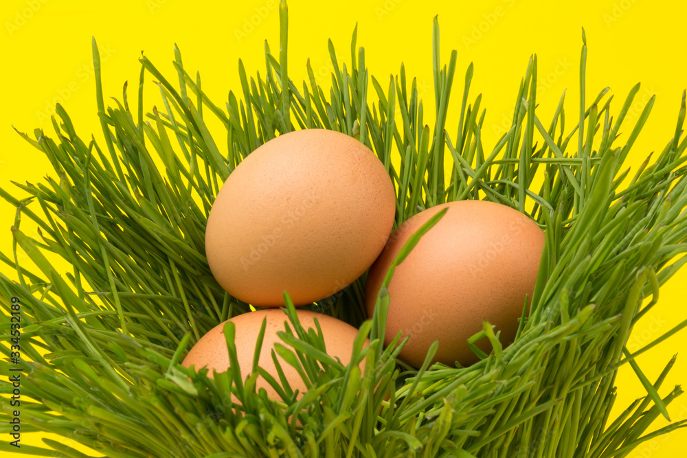 Brown eggs on green grass, isolated on yellow background Brown eggs on green grass, isolated on yellow background