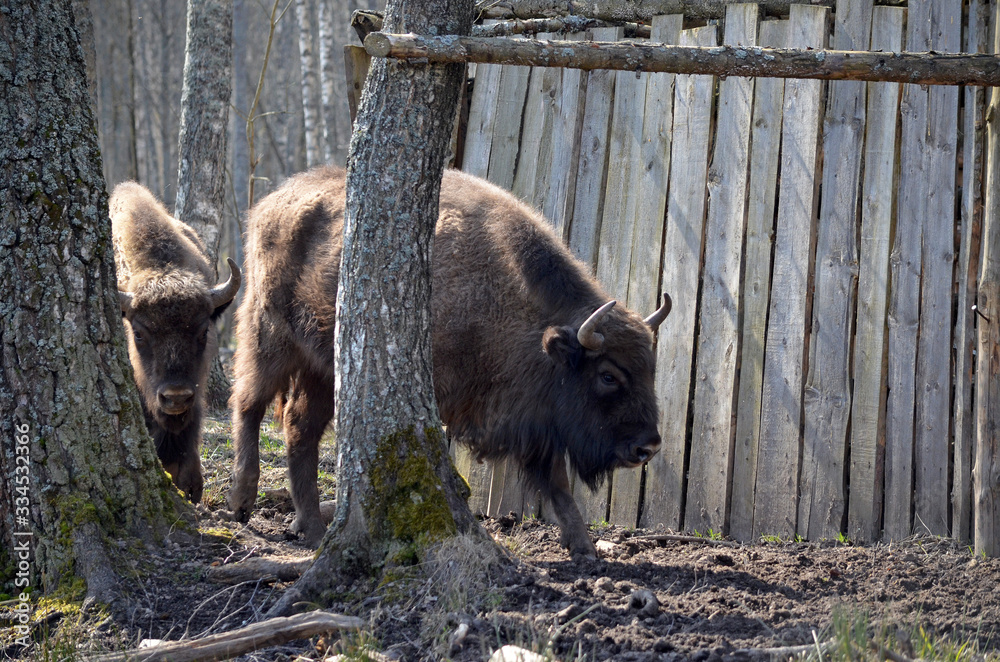 Fototapeta premium Аurochs, bison. National reserve Smolensk Lakeland. Bison in natural habitat