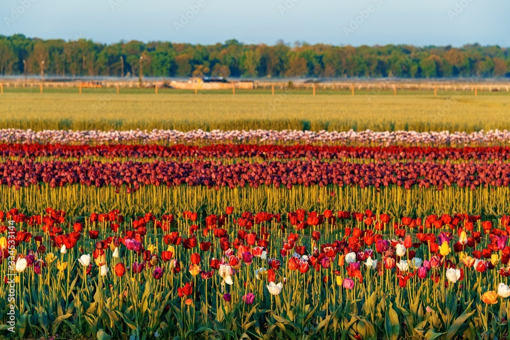 Fototapeta premium Tulip in farm