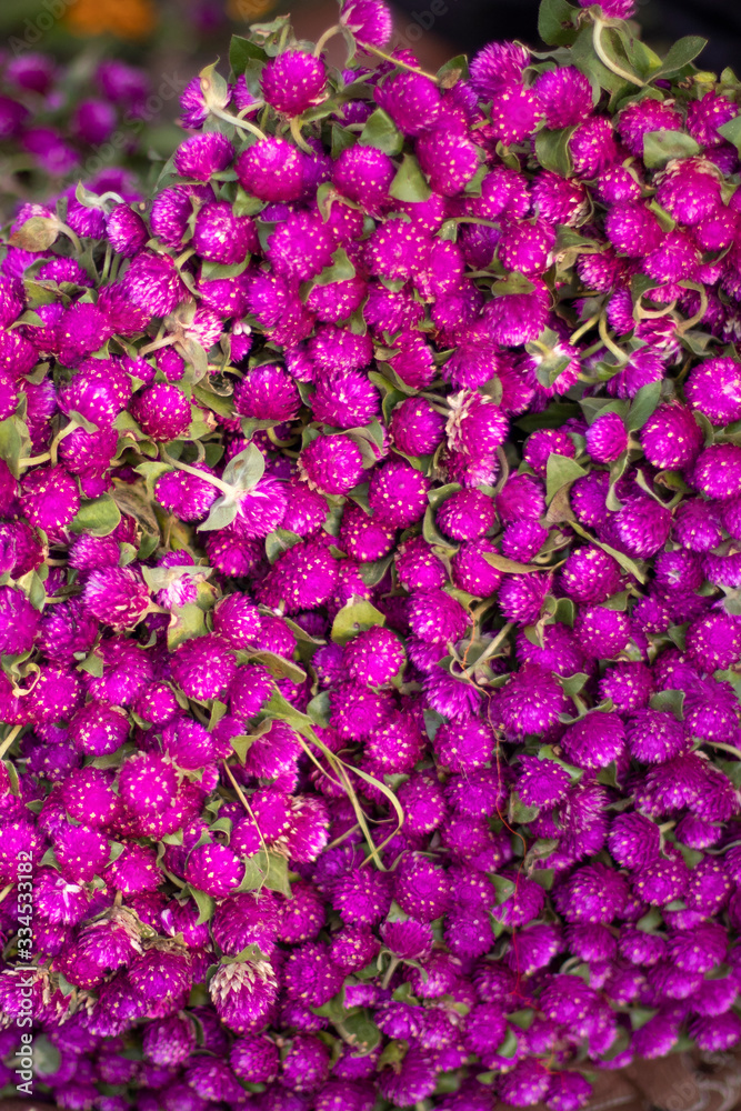 Fototapeta premium background of purple flowers