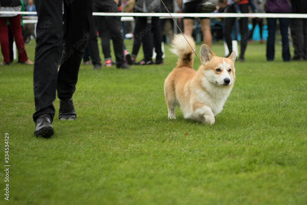 Welsh Corgi Pembroke dog during the show in the ring Welsh Corgi Pembroke dog during the show in the ring