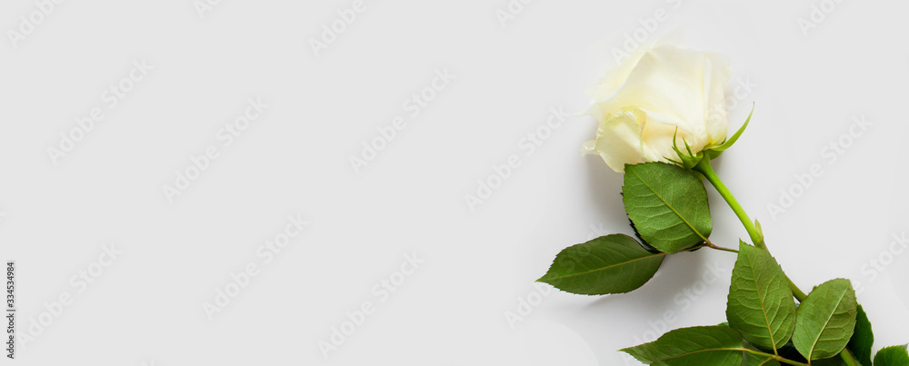 White rose on a white background, with place for text, with copy space ...