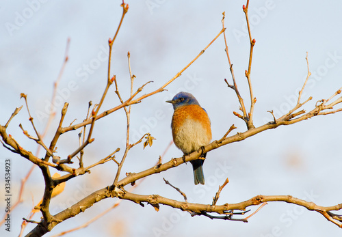 Western Blue Bird on a tree branch