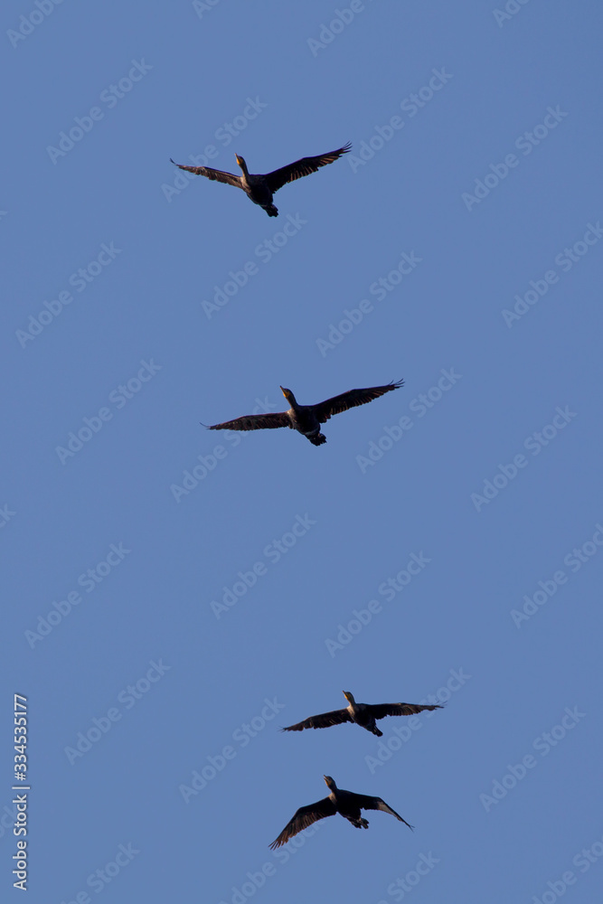 Double-crested cormorants (Phalacrocorax auritus) in flight over Sidney Island, Vancouver Island, British Columbia, Canada. Double-crested cormorants (Phalacrocorax auritus) in flight over Sidney Island, Vancouver Island, British Columbia, Canada.