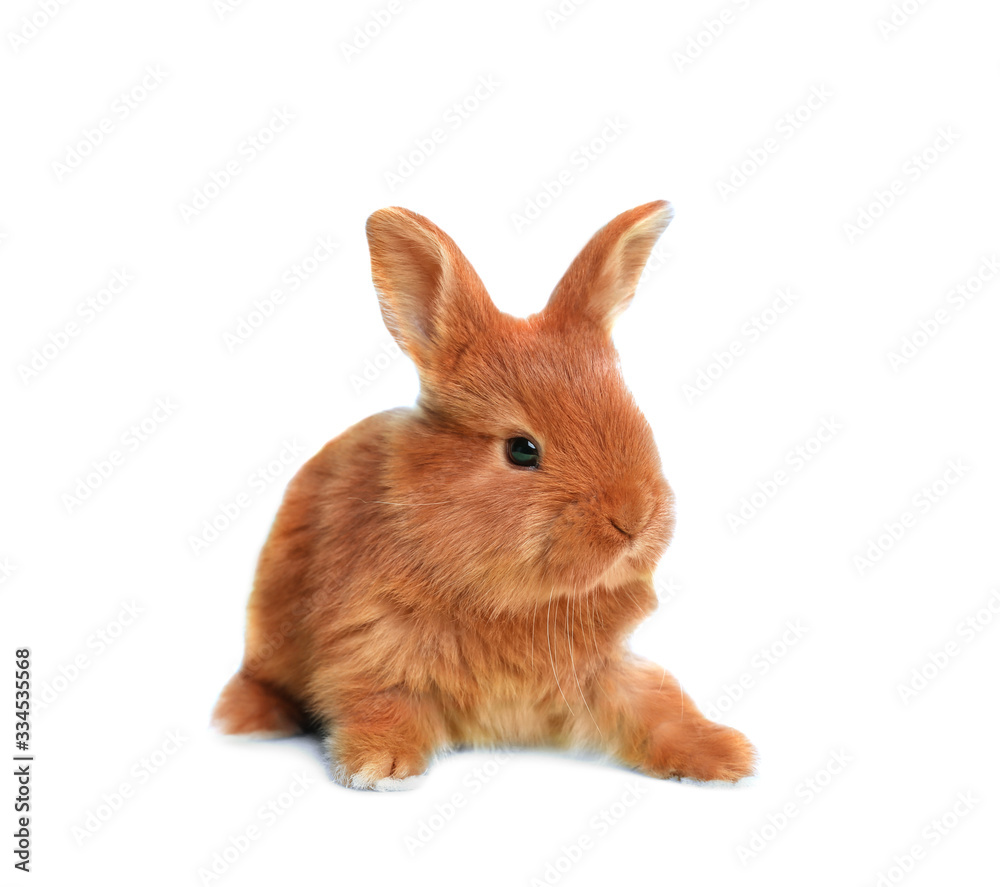 Naklejka premium Adorable fluffy Easter bunny on white background