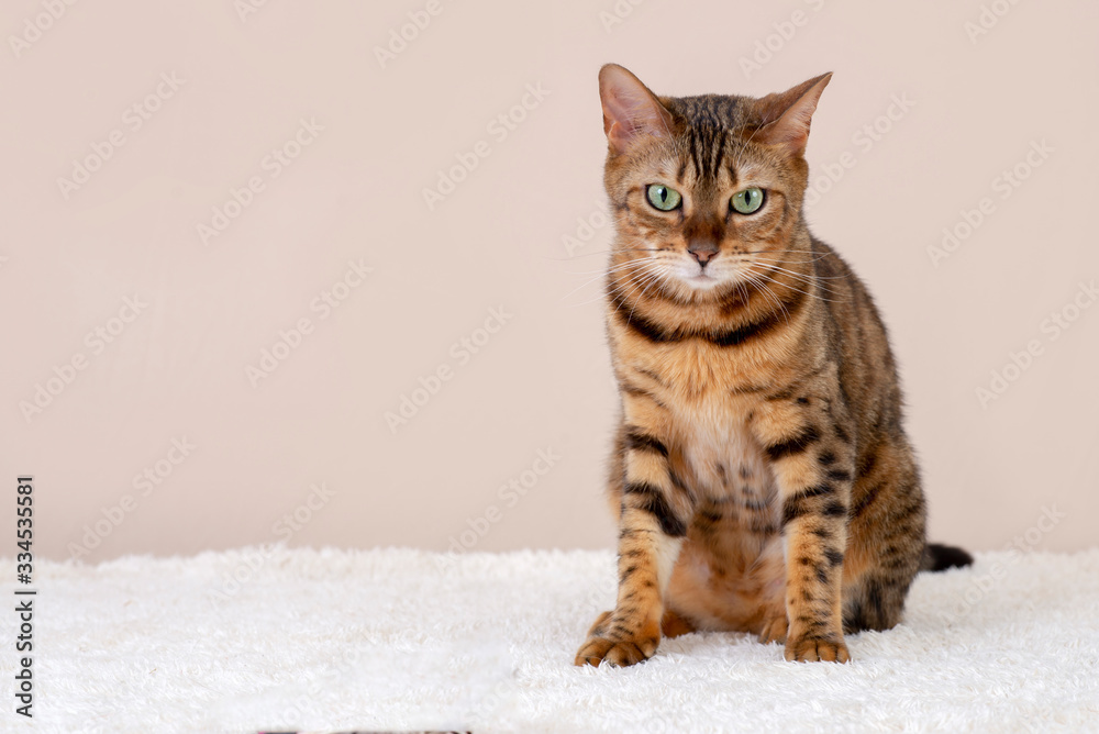 Bengal cat sitting doing pose on studio background