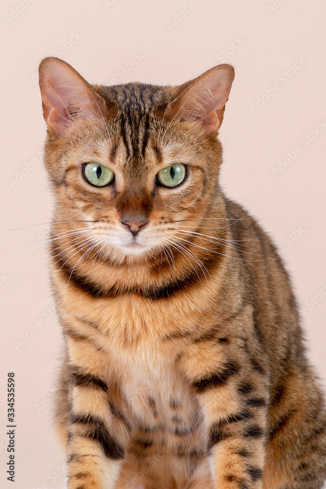 Bengal cat sitting doing pose on studio background