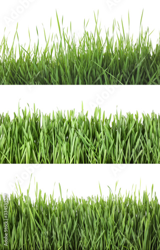 Collage of fresh green grass on white background. Spring season