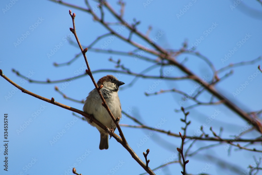 Obraz premium bird on a branch
