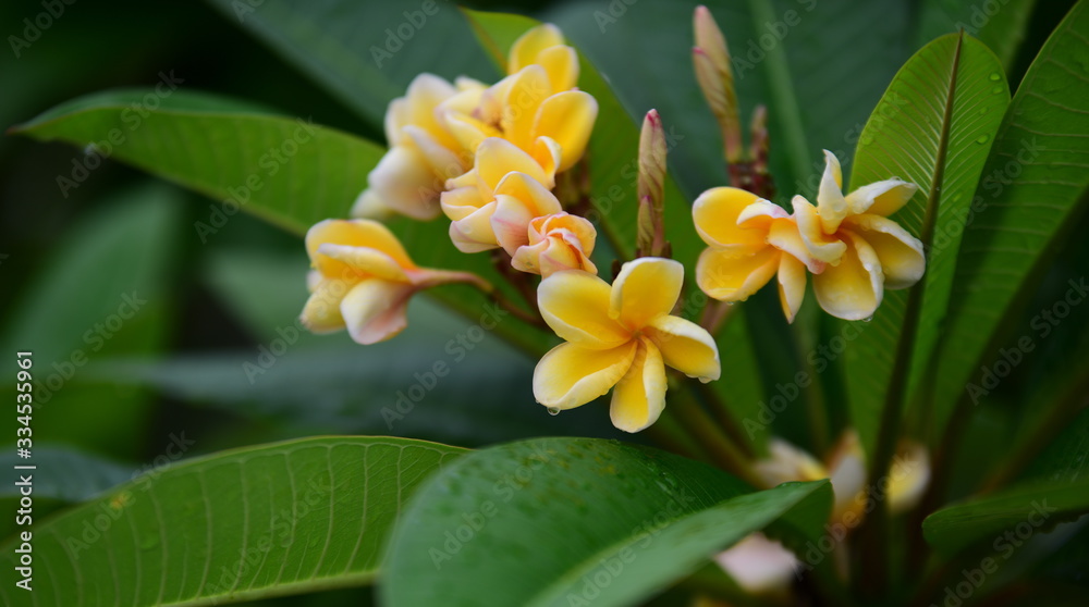 Colorful flowers.Group of flower.group of yellow white and pink flowers (Frangipani, Plumeria) White and yellow frangipani flowers with leaves in background.Plumeria flower blooming Colorful flowers.Group of flower.group of yellow white and pink flowers (Frangipani, Plumeria) White and yellow frangipani flowers with leaves in background.Plumeria flower blooming