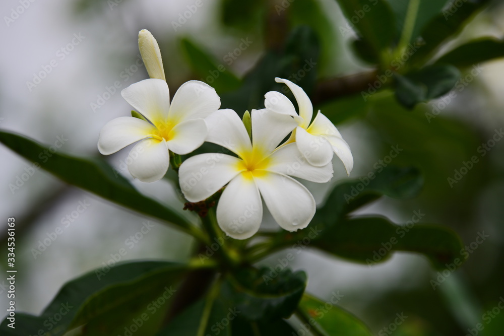 Obraz premium Colorful flowers.Group of flower.group of yellow white and pink flowers (Frangipani, Plumeria) White and yellow frangipani flowers with leaves in background.Plumeria flower blooming