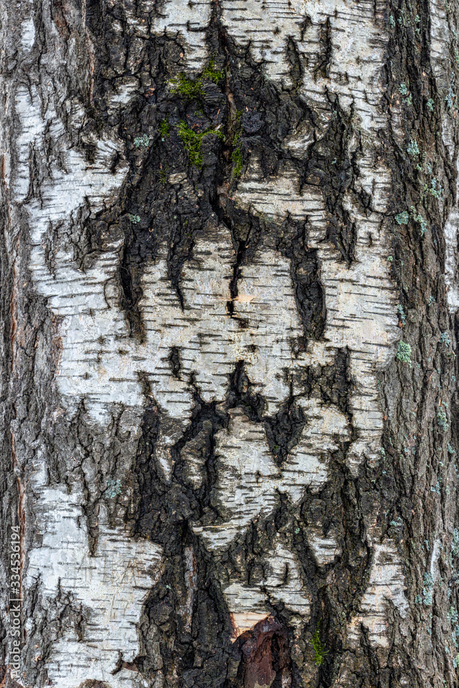 Obraz premium Tree trunk. Background from a tree bark. Birch.