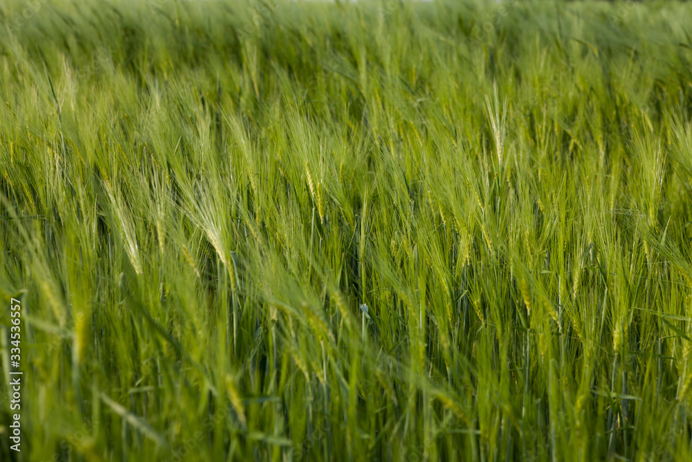 field of green wheat in to late spring early summer on the wind field of green wheat in to late spring early summer on the wind
